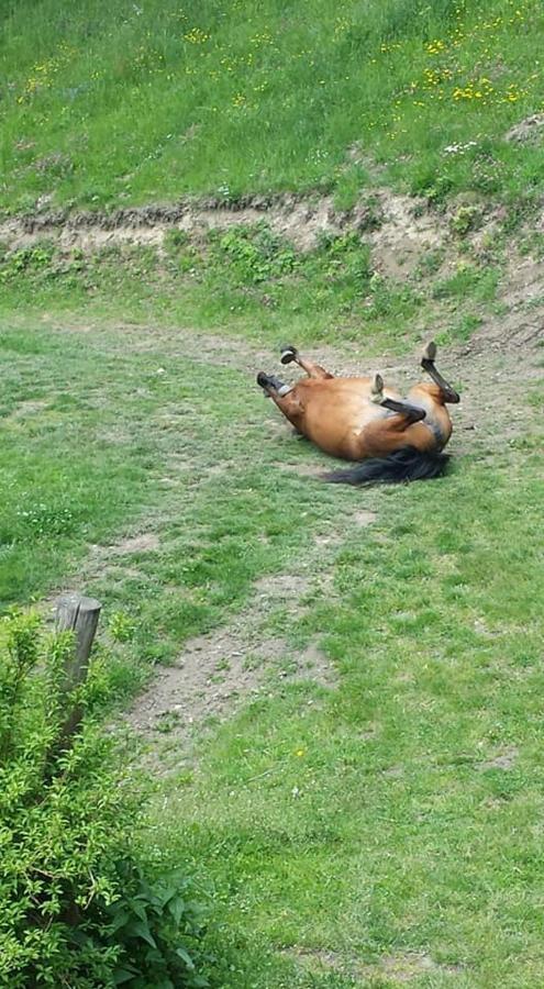 Agroturystyka Pod Swierkiem Srebrna Góra Exteriér fotografie