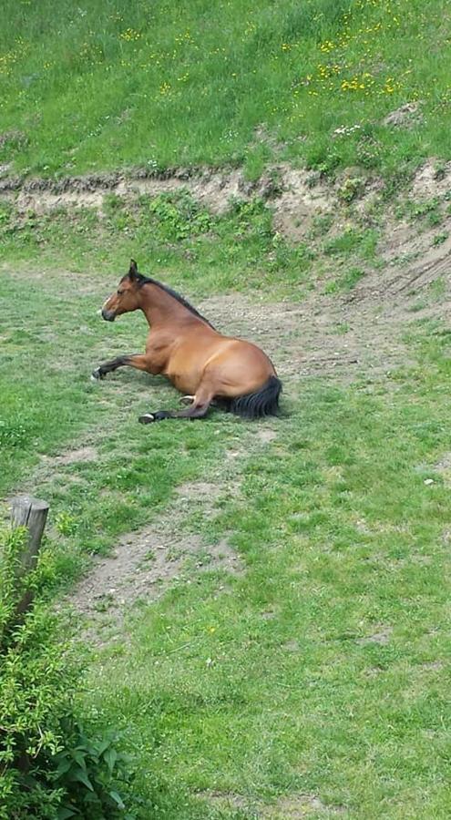 Agroturystyka Pod Swierkiem Srebrna Góra Exteriér fotografie